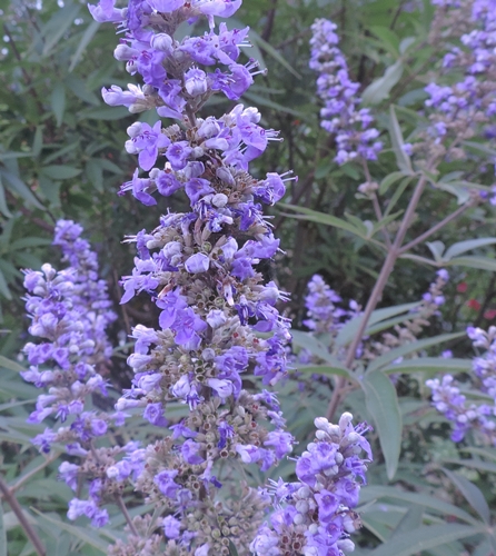 Vitex agnus-castus
